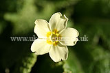 Primula vulgaris (primrose, common primrose, English primrose)