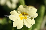 Primula vulgaris (primrose, common primrose, English primrose)