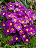 Primula, polyanthus