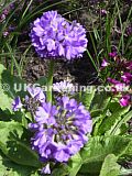 Primula denticulata (bog primula, drumstick primrose)