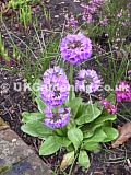 Primula denticulata (bog primula, drumstick primrose)