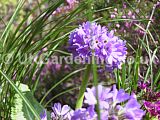 Primula denticulata (bog primula, drumstick primrose)