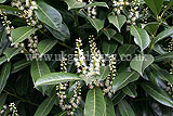Prunus laurocerasus (Laurel)