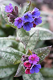 Pulmonaria officinalis - Common lungwort, spotted dog, soldiers and sailors, Jerusalem cowslip