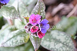 Pulmonaria officinalis - Common lungwort, spotted dog, soldiers and sailors, Jerusalem cowslip