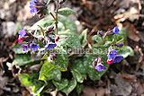 Pulmonaria officinalis - Common lungwort, spotted dog, soldiers and sailors, Jerusalem cowslip