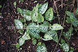 Pulmonaria officinalis - Common lungwort, spotted dog, soldiers and sailors, Jerusalem cowslip