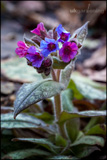 Pulmonaria officinalis - Common lungwort, spotted dog, soldiers and sailors, Jerusalem cowslip