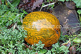 Cucurbita pepo (Pumpkin)