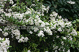 Pyracantha (Firethorn)