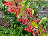 Pyracantha (Firethorn)