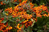 Pyracantha 'Orange Glow' AGM (Firethorn)