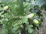 Quercus robur (Common oak)