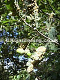 Quercus robur (Common oak) with spangle gall