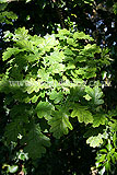 Quercus robur (Oak, English oak, Common oak)
