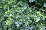 Quercus robur (Oak, English oak, Common oak)