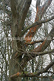 Quercus robur (Oak, English oak, Common oak)