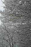 Quercus robur (Oak, English oak, Common oak) covered with a blanket of snow