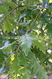 Quercus rubra (Red oak)