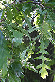 Quercus rubra (Red oak)