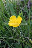 Ranunculus (Buttercup)