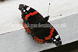 Vanessa atalanta Red Admiral butterfly