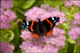 Red admiral on Sedum spectabile syn. Hylotelephium spectabile (ice plant, stonecrop)