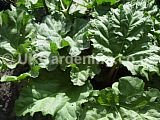 Rheum palmatum (Rhubarb) leaves