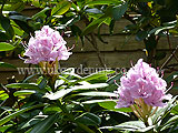 Rhododendron