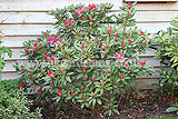 Rhododendron