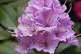 Rhododendron