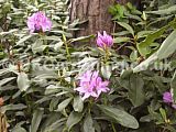 Rhododendron