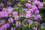 Rhododendron