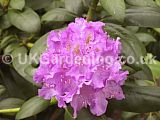 Rhododendron 'Everestianum'