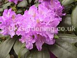 Rhododendron 'Everestianum'