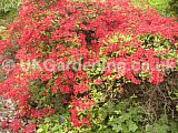 Rhododendron 'John Cairns'