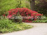 Rhododendron 'John Cairns'