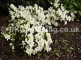 Rhododendron 'Snow Hill'