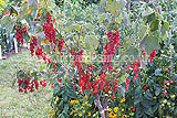 Ribes rubrum (Redcurrant) included in The Growing Tastes Allotment Garden, from Wincester Growers the were awarded a Gold medal and Best in Show for their garden.
