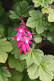 Ribes sanguineum (Pink flowering currant)