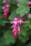 Ribes sanguineum (Pink flowering currant)