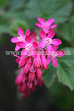 Ribes sanguineum (Pink flowering currant)