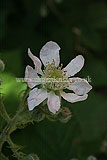 Ribes nigrum (Blackcurrant)