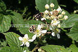 Ribes nigrum (Blackcurrant)