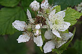 Ribes nigrum (Blackcurrant)