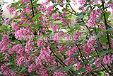 Ribes sanguineum v. Glutinosum (Pink flowering currant)
