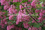 Ribes sanguineum v. Glutinosum (Pink flowering currant)