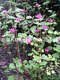 Ribes sanguineum (Pink flowering currant)