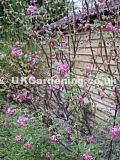 Ribes sanguineum (Pink flowering currant)