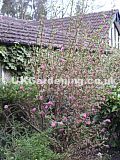 Ribes sanguineum (Pink flowering currant)